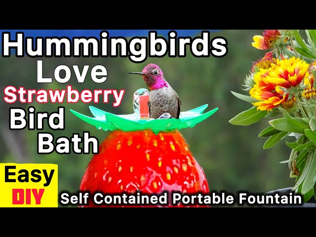 Diy Bird Baths to Attract Birds