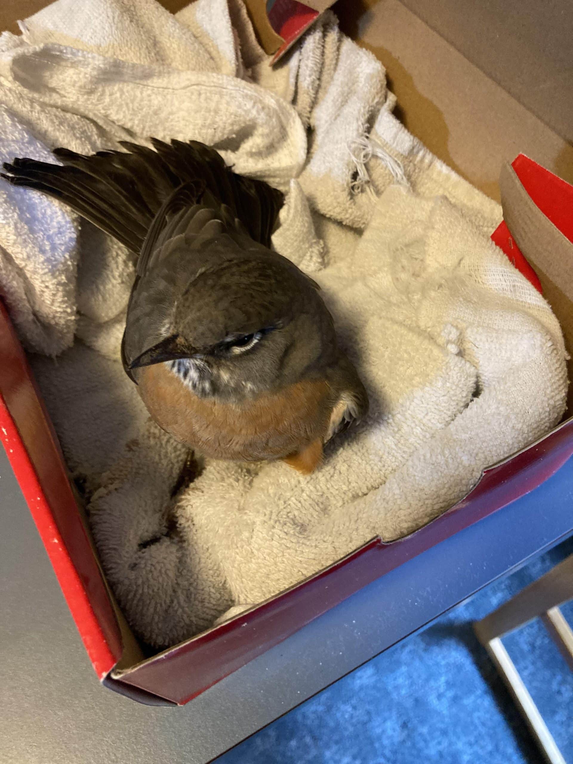 Do Birds Heal Quickly