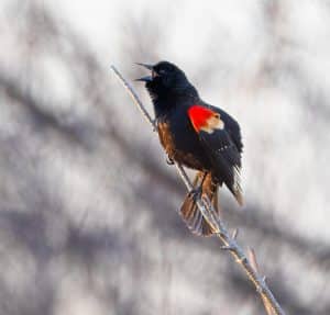 Do Blackbird Red Wings Eat Worms