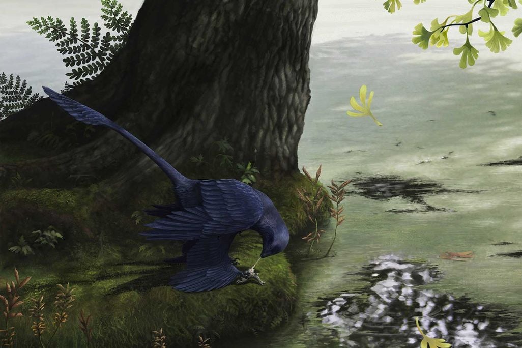 Do Forests Have an Affect on Bird Fly