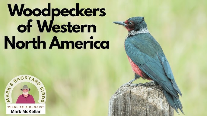 Do Mirrors Attract Birds