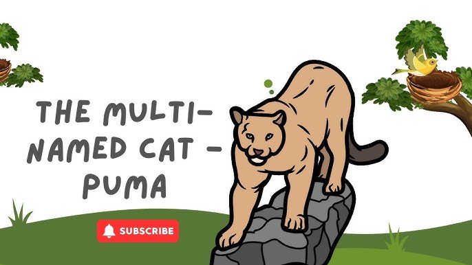 Do Mountain Lions Sound Like a Bird