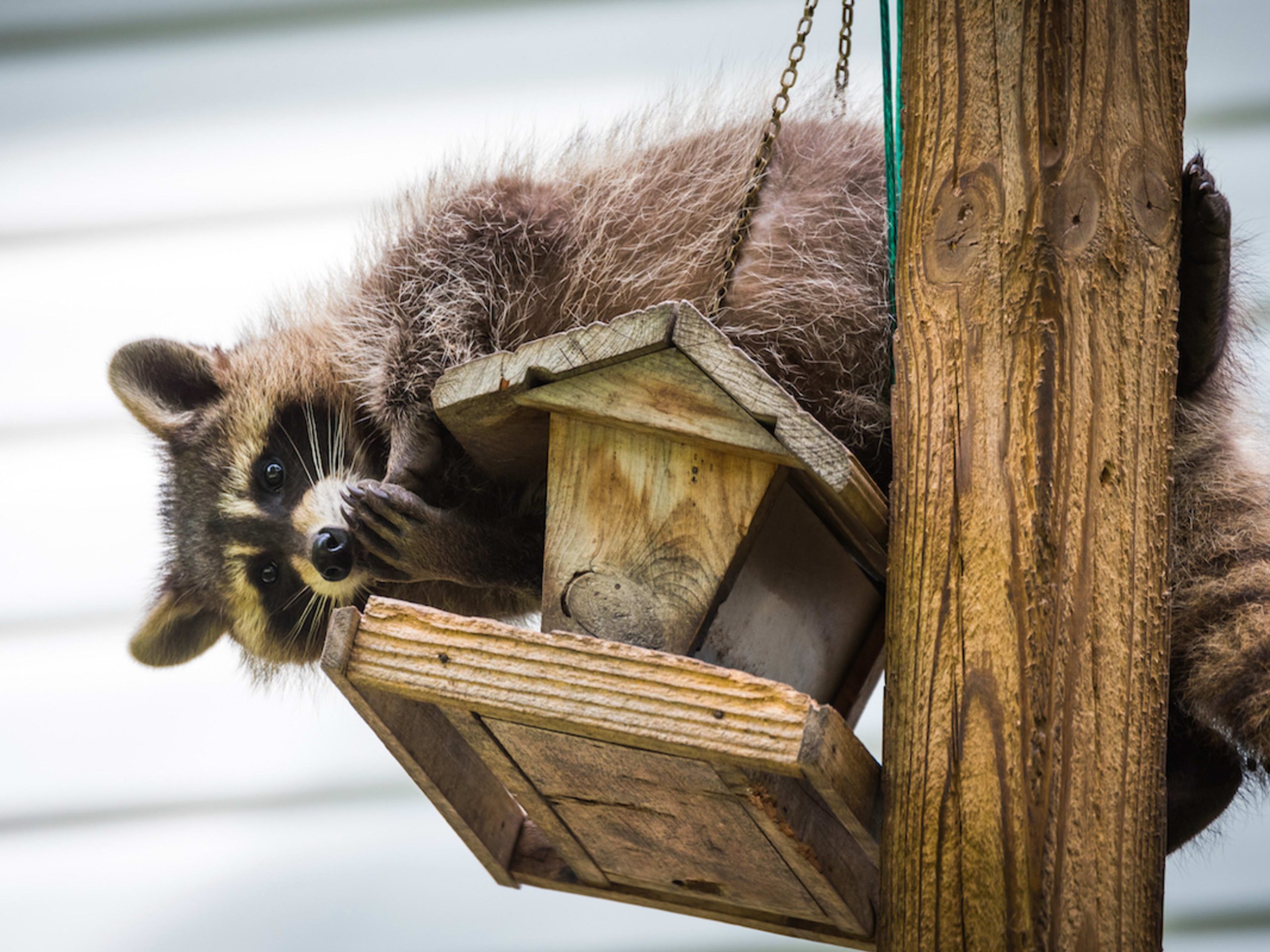 Do Raccoons Eat Bird Seed