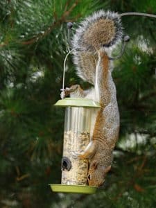 Do Squirrels Eat Bird Seed