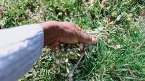 Does Bird Seed Cause Weeds
