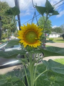 Does Bird Seed Grow Flowers