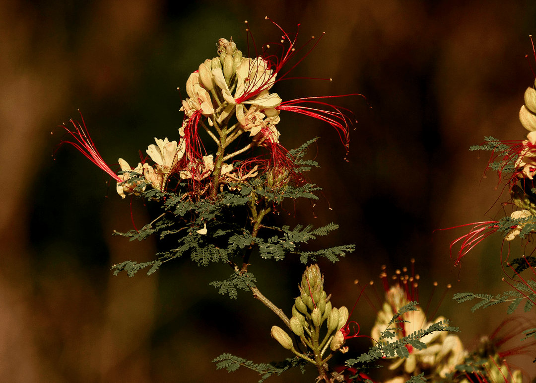 Does Desert Bird of Paradise Have Green Branches