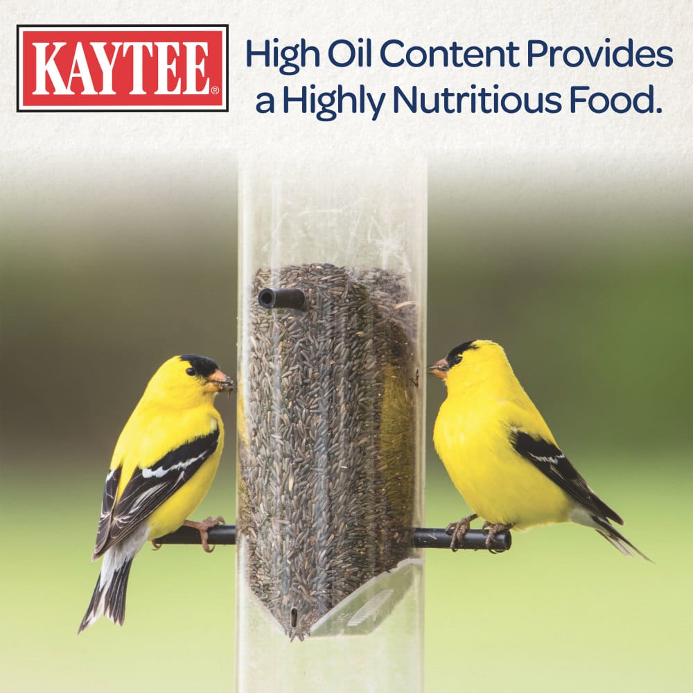 Does Nyjer Seed Attract Birds