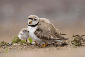 Endangered Nesting Birds