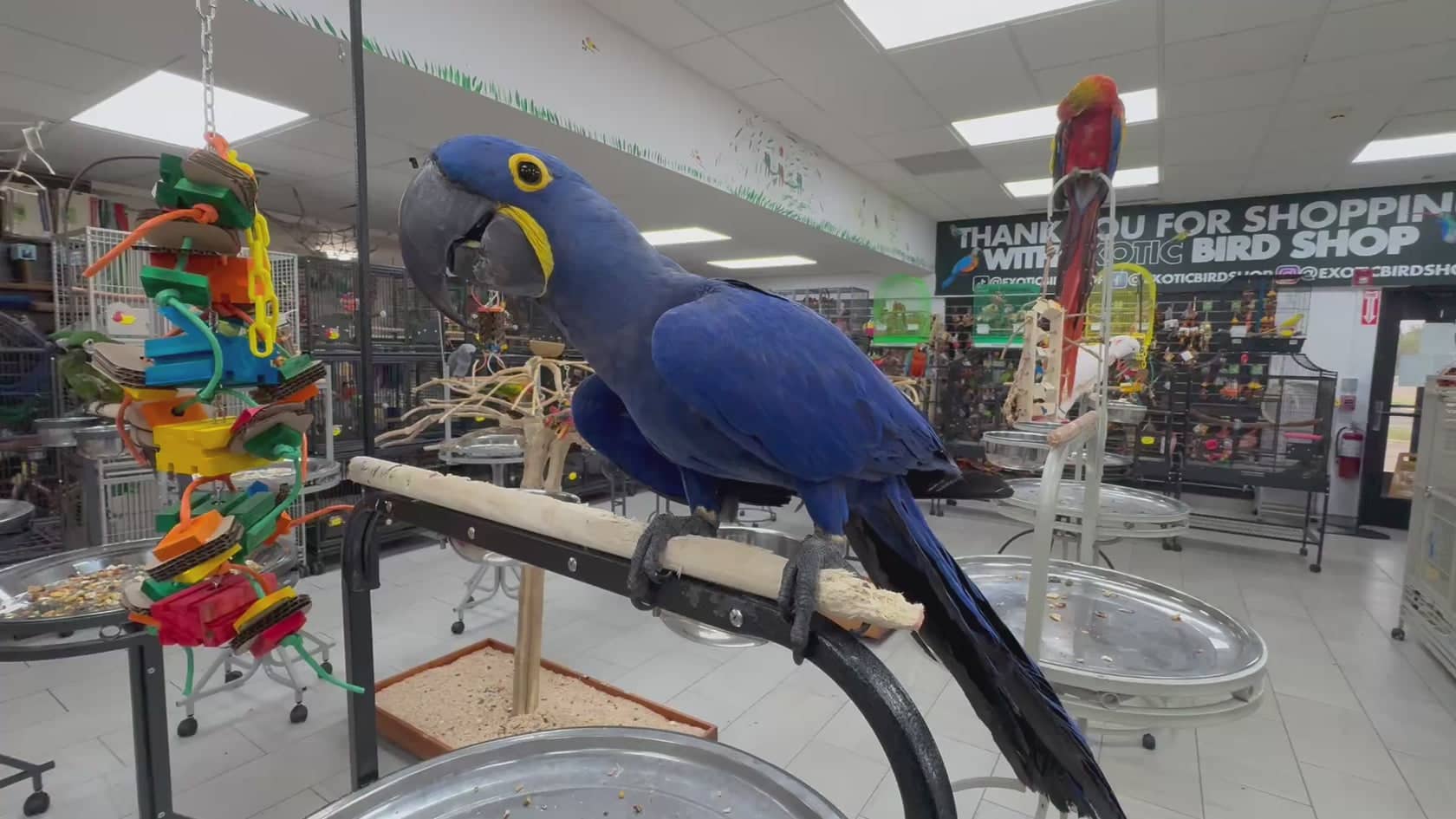 Exotic Bird Shop Photos