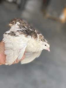 Fertilized Bird Eggs