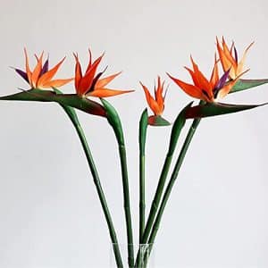 Flowering Bird of Paradise