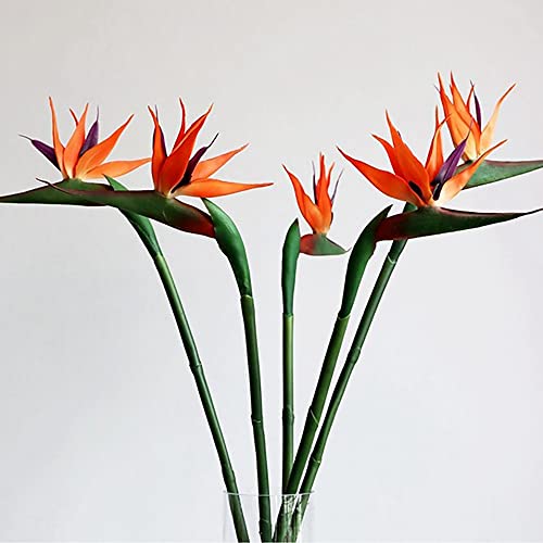 Flowers That Look Like Birds of Paradise