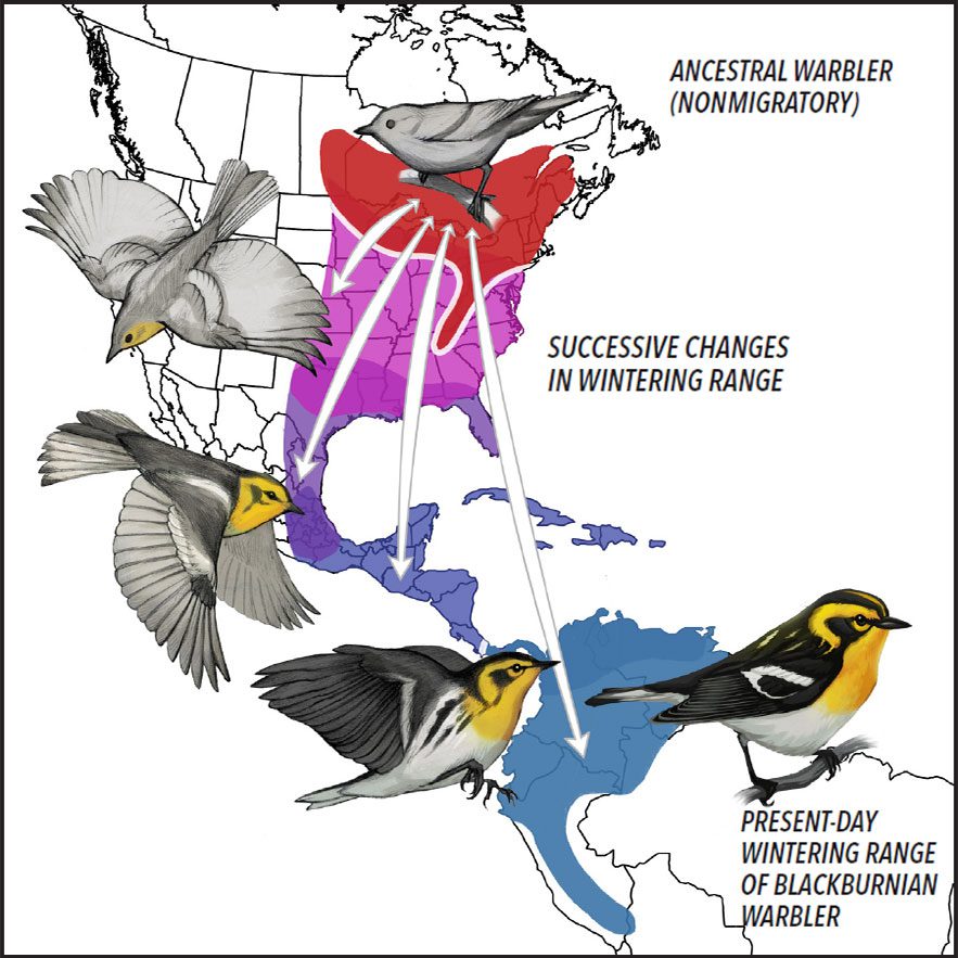 History of Bird Migration Studies