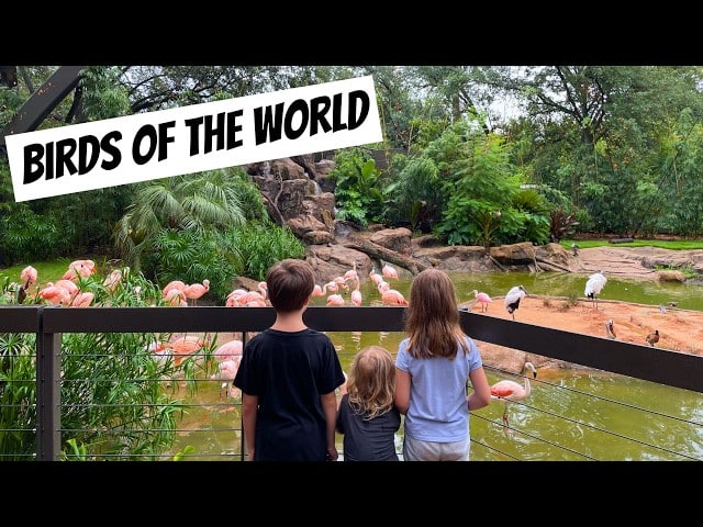 Houston Zoo Birds of the World 2024