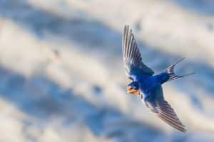 How are Bird Bones Adapted for Flight