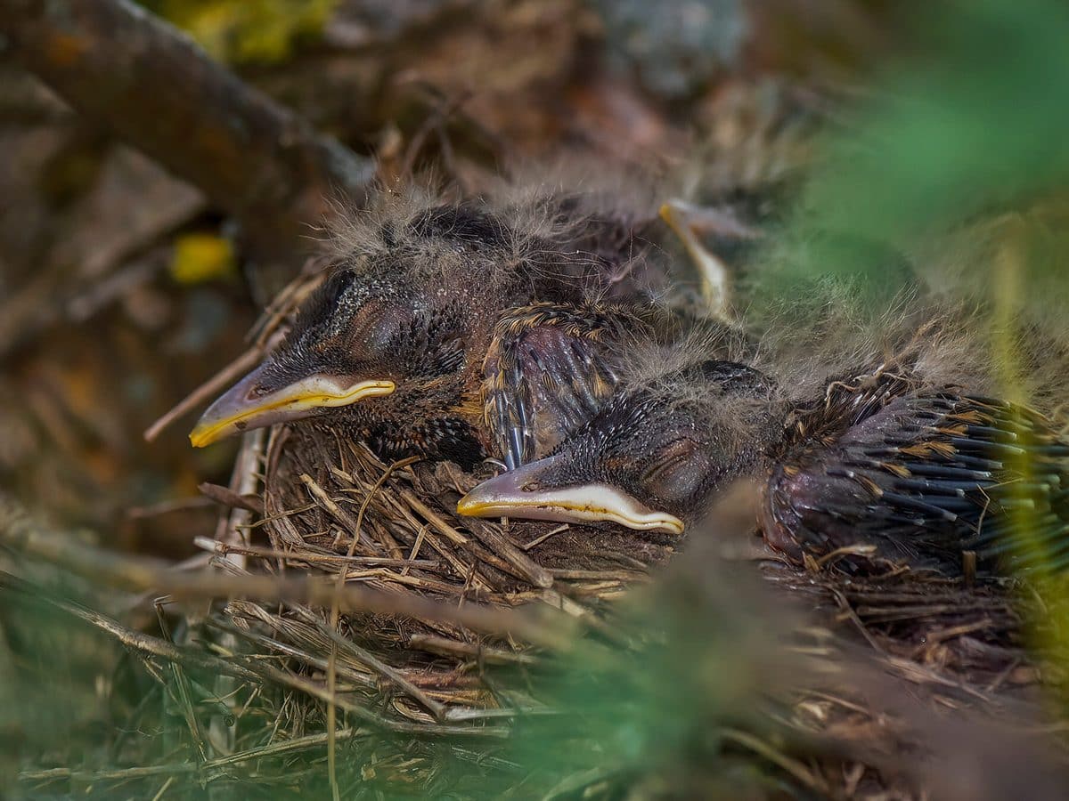 How Do Bird Sleep