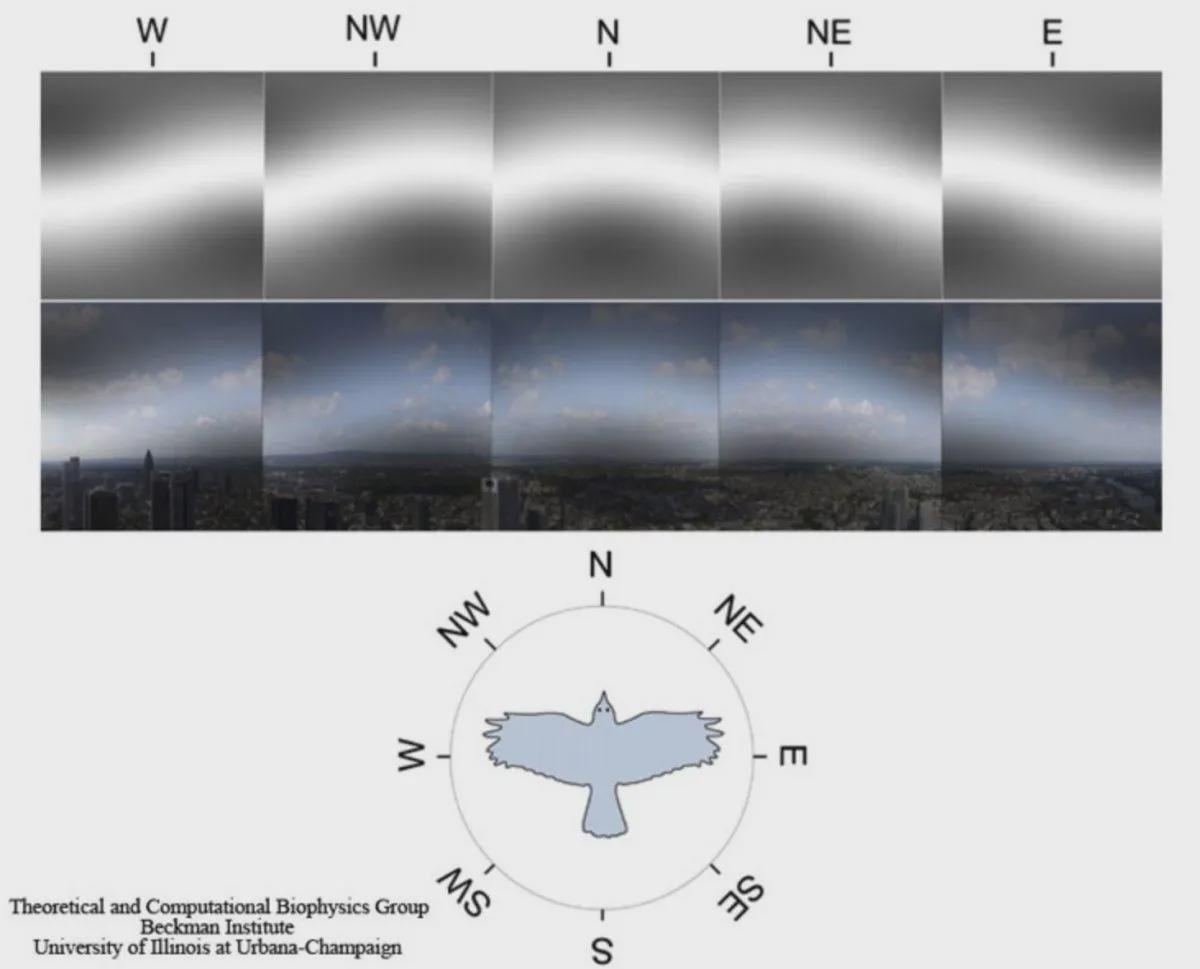 How Do Birds Sense Magnetic Fields