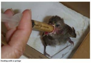 How Do You Feed a Baby Bird Worms