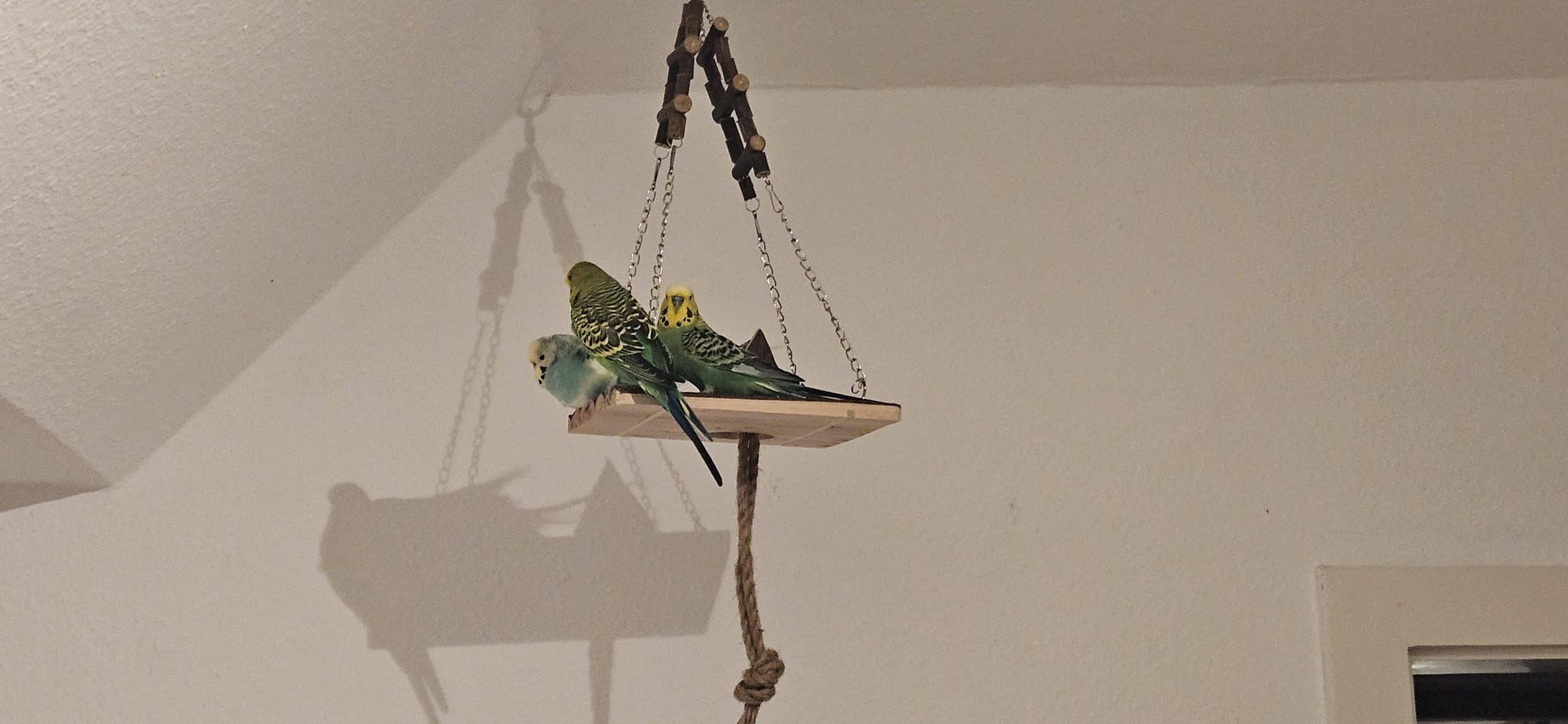 How Do You Hang Bird Perch from Ceiling