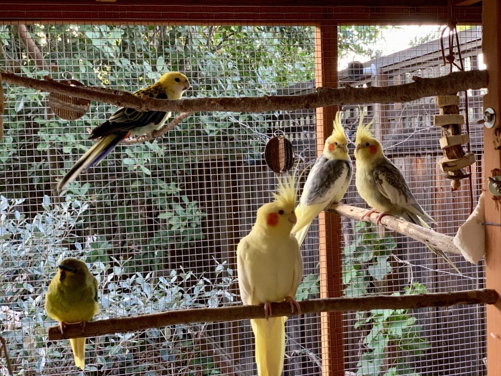 Visual Reference: How Do You Make Bird Cage Perches From Tree Branches