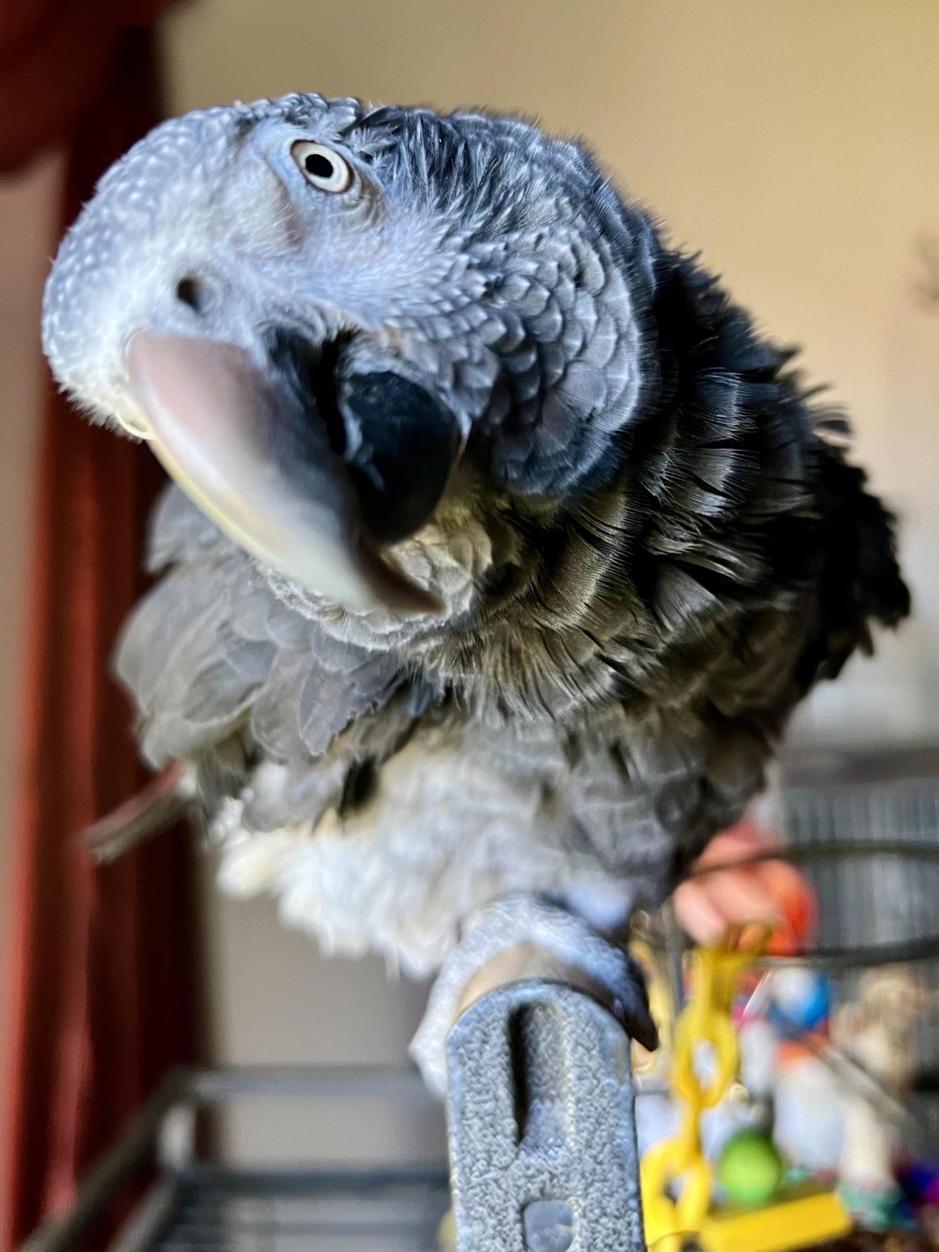 How Do You Make Bird Noises