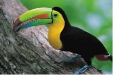 How Does a Bird Adapt to Its Environment
