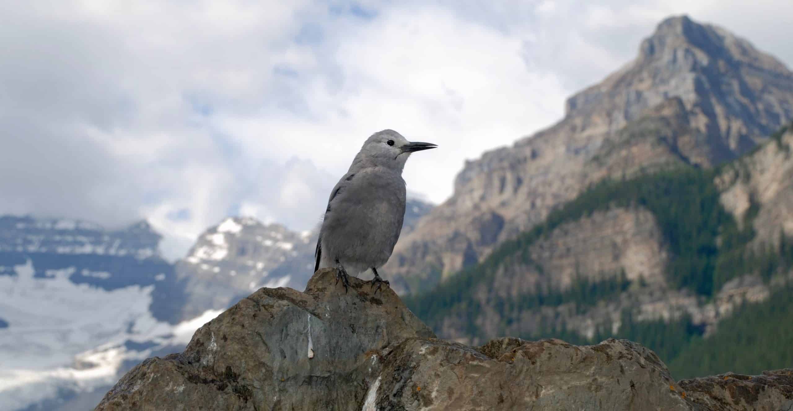 How Does a Bird Get Through a Mountain Doctor Who