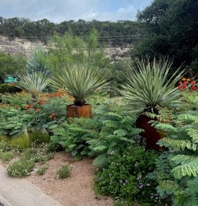 How Does Desert Bird of Paradise React to Cold