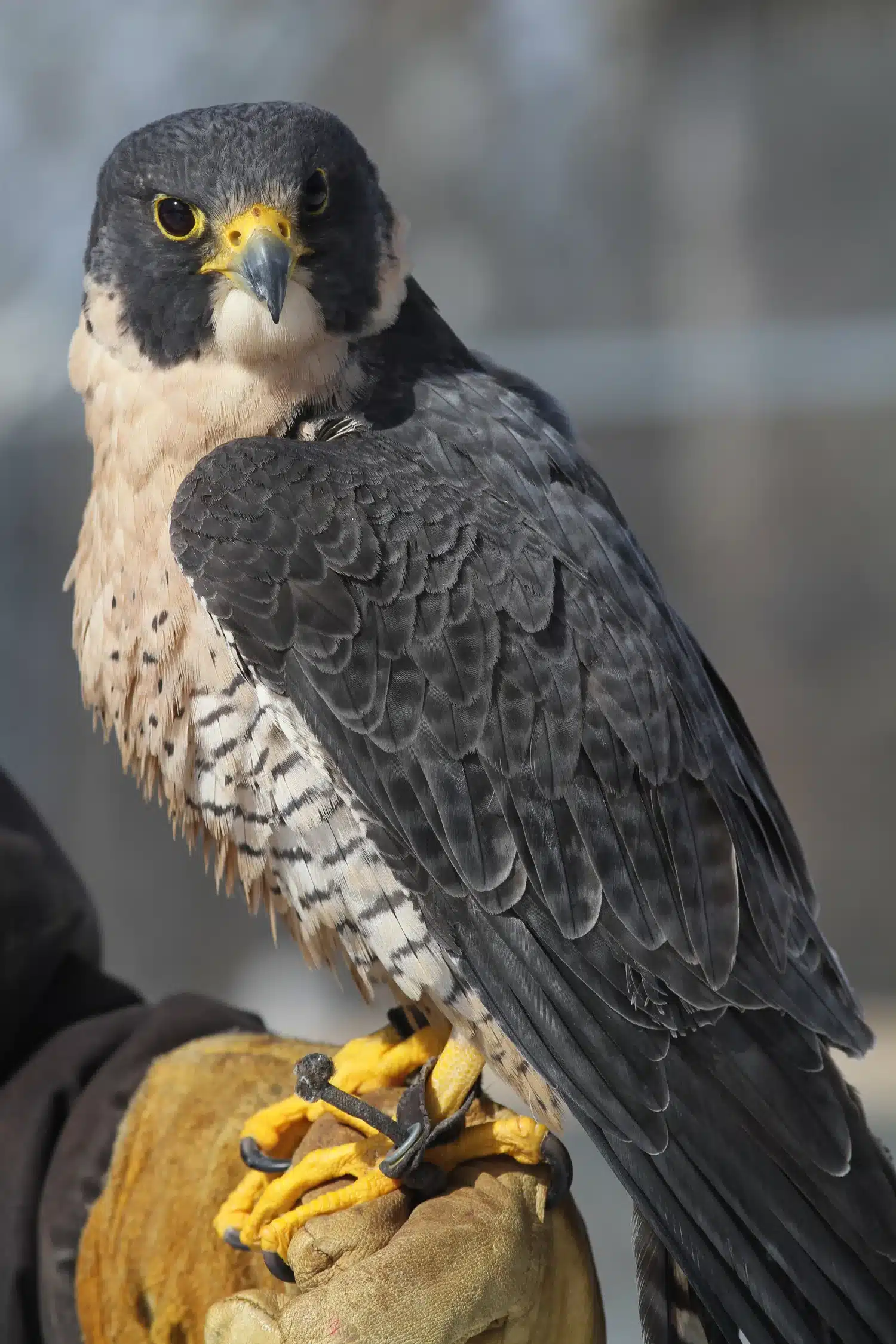 How Does the Falcon Bird Adapt