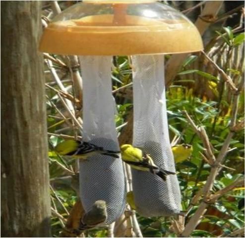 How High to Hang Feeders to Attract Birds