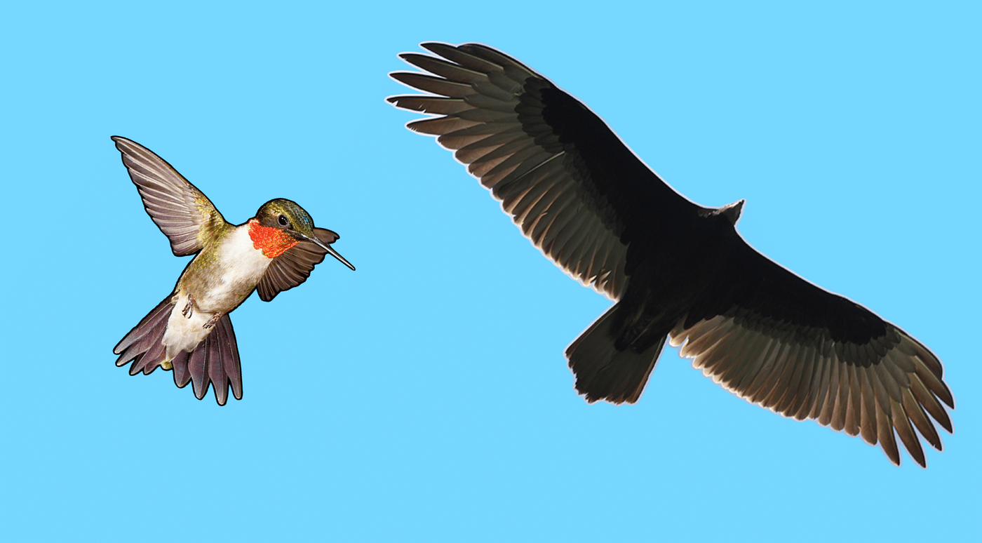 How is a Bird Adapted to Fly