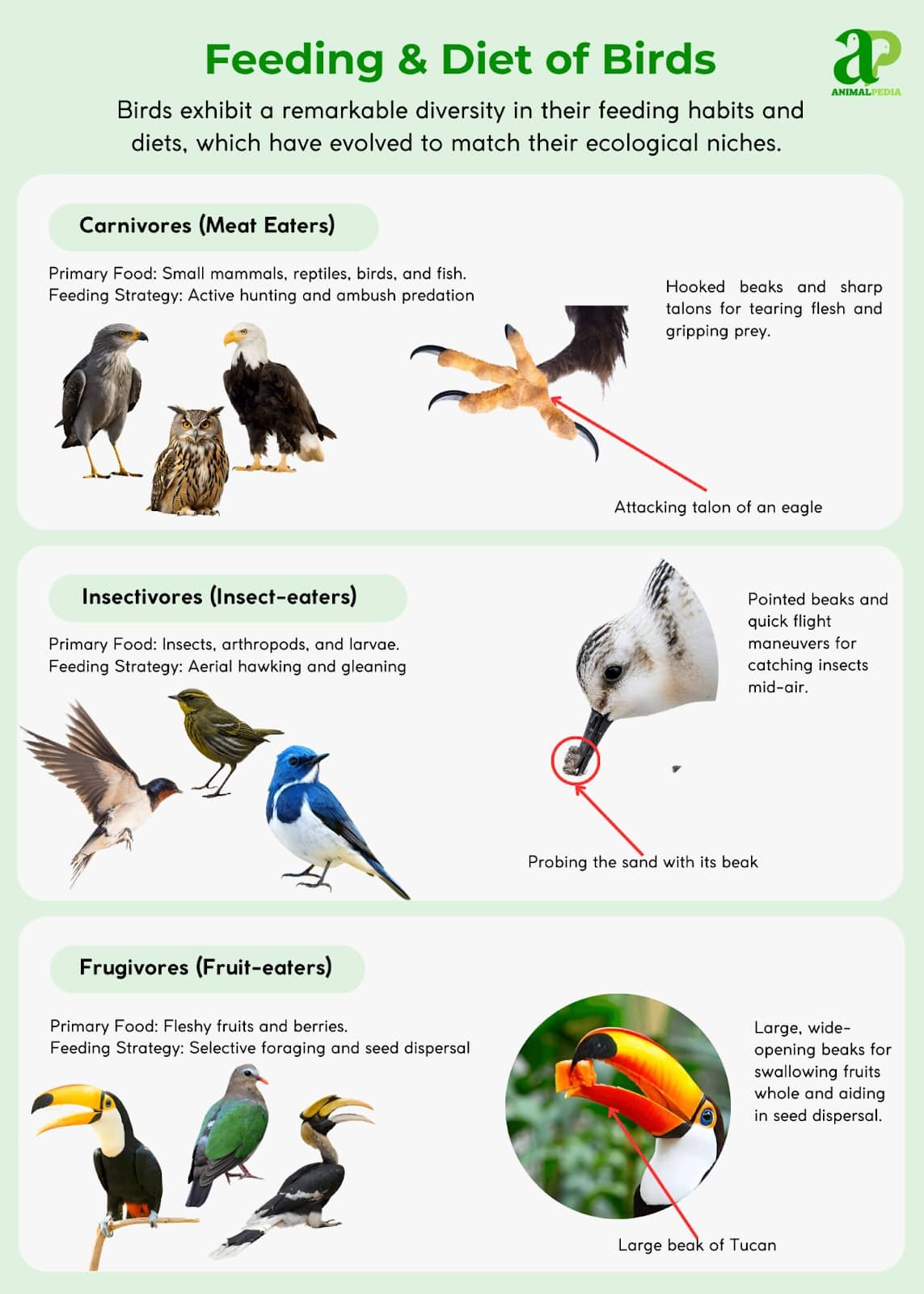 How is a Bird Adapted to Its Habitat