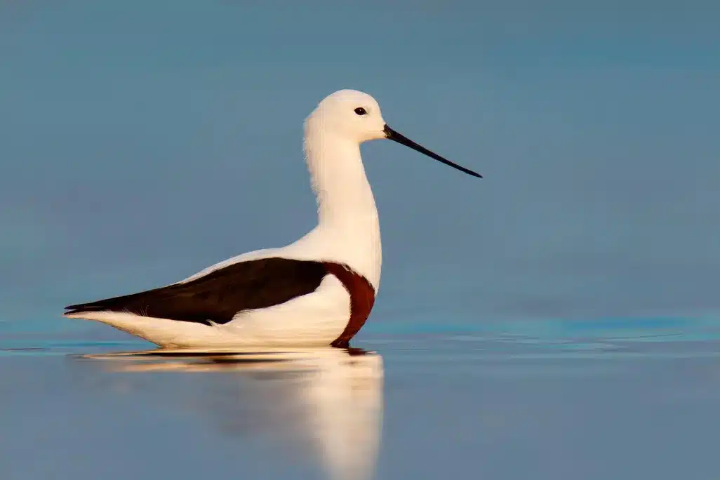 How King Bird Adapts in the Desert