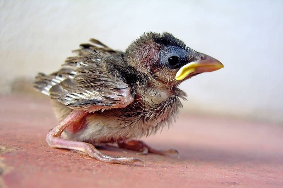 How Long before Fledglings Can Fly