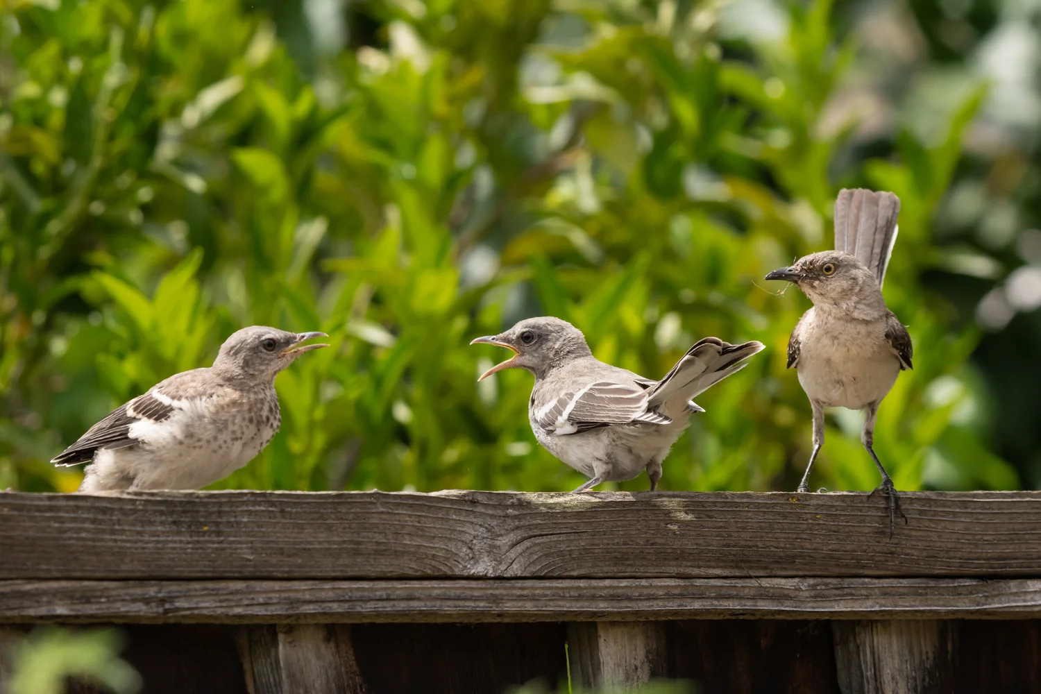How Many Worms Does a Fledgling Mocking Bird Eat