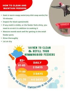How Often to Clean Feeders for Birds
