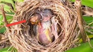 How Parent Birds Care for Chicks