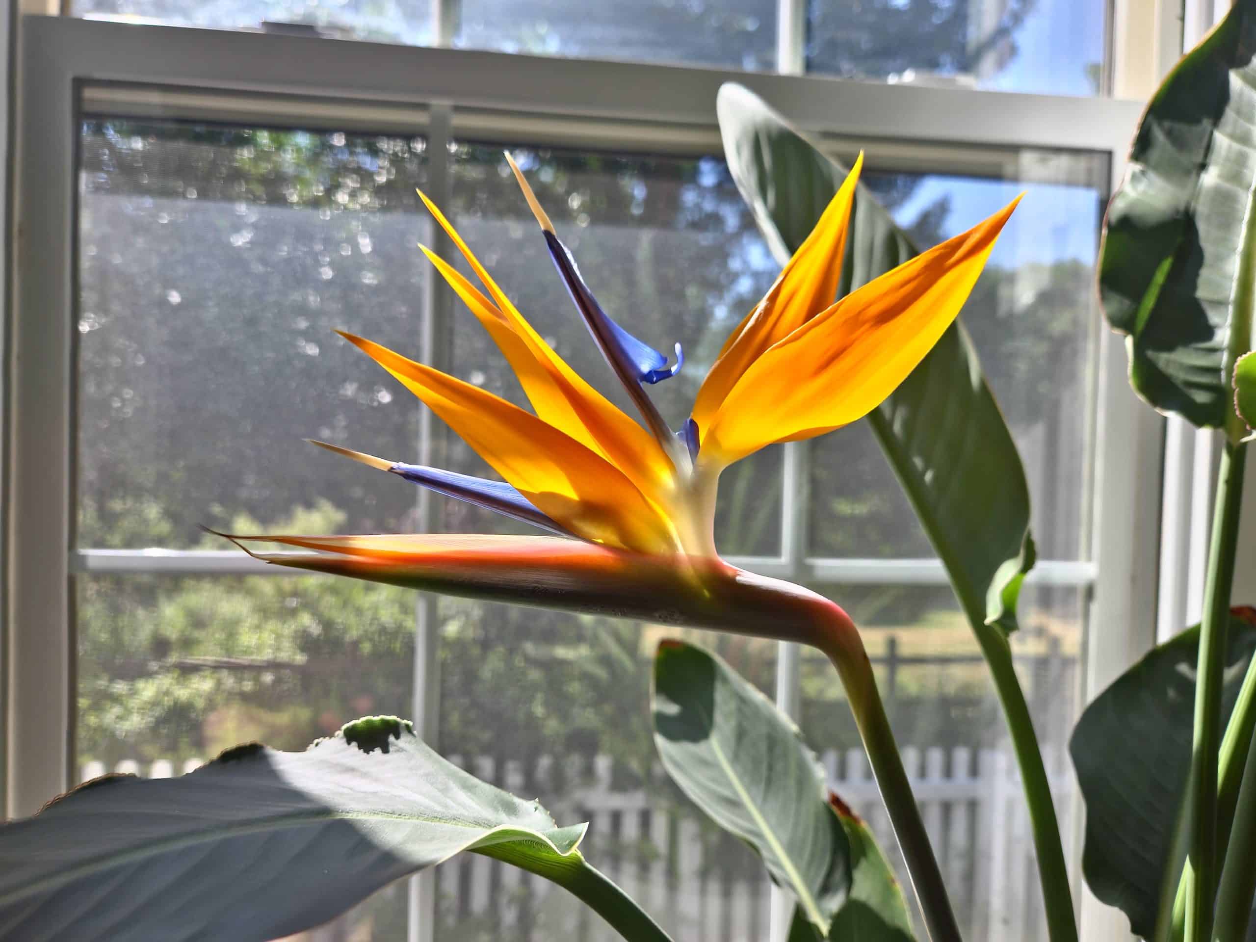 How to Arrange Bird of Paradise Flowers