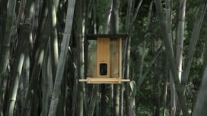How to Attract Birds in Forest