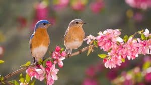 How to Attract Birds in Tropical Areas