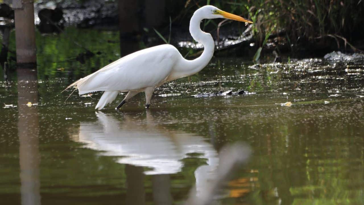 How to Attract Birds in Wetland Areas