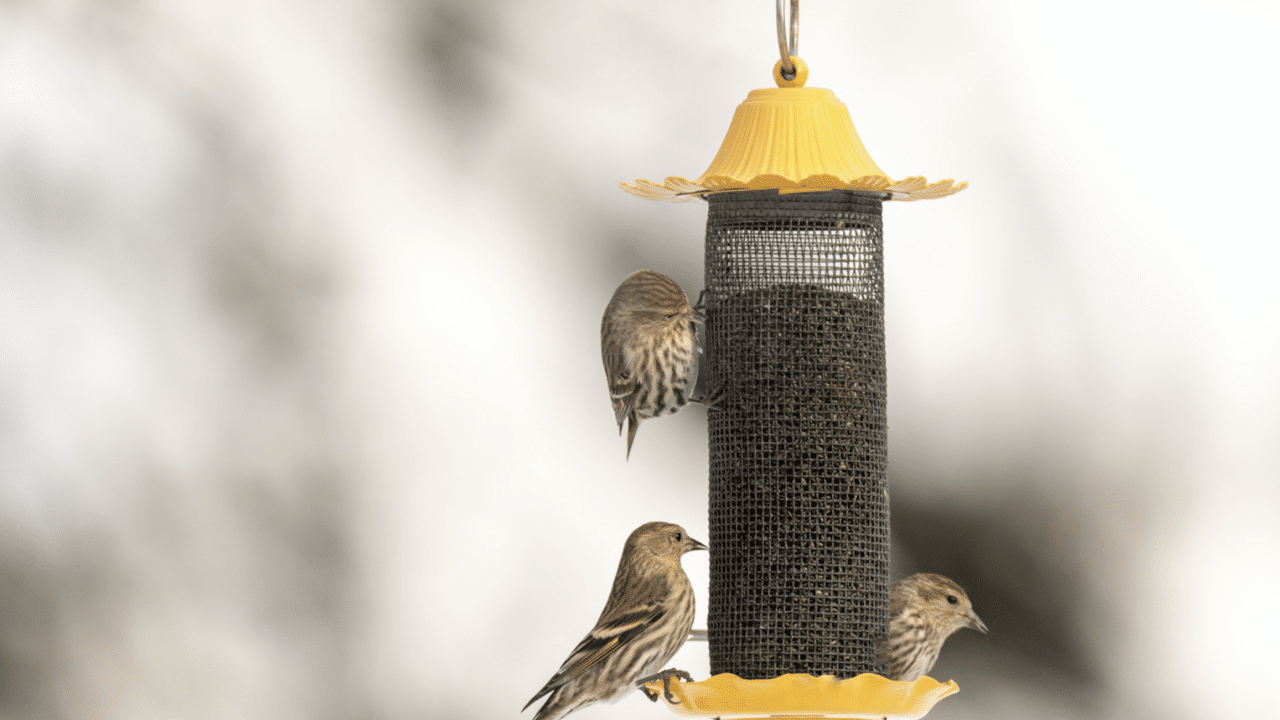 How to Attract Birds in Winter