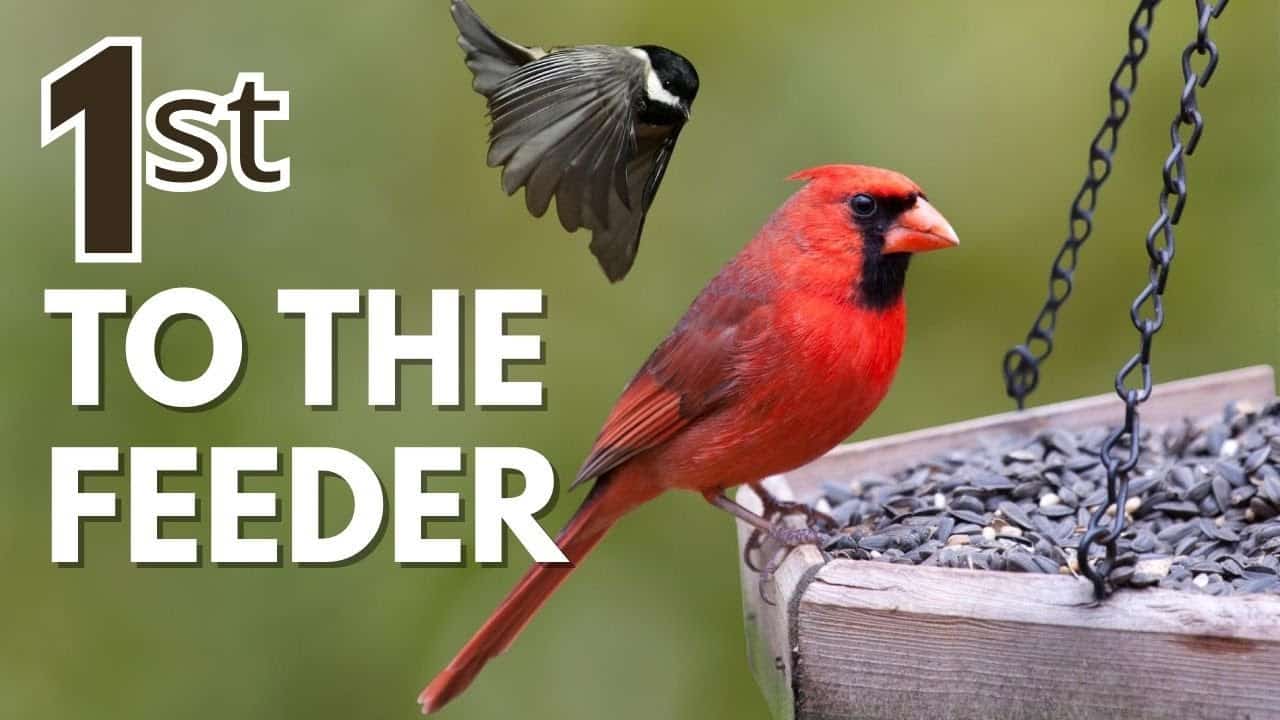 How to Attract Birds to New Feeder