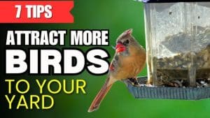 How to Attract Birds to New Yard