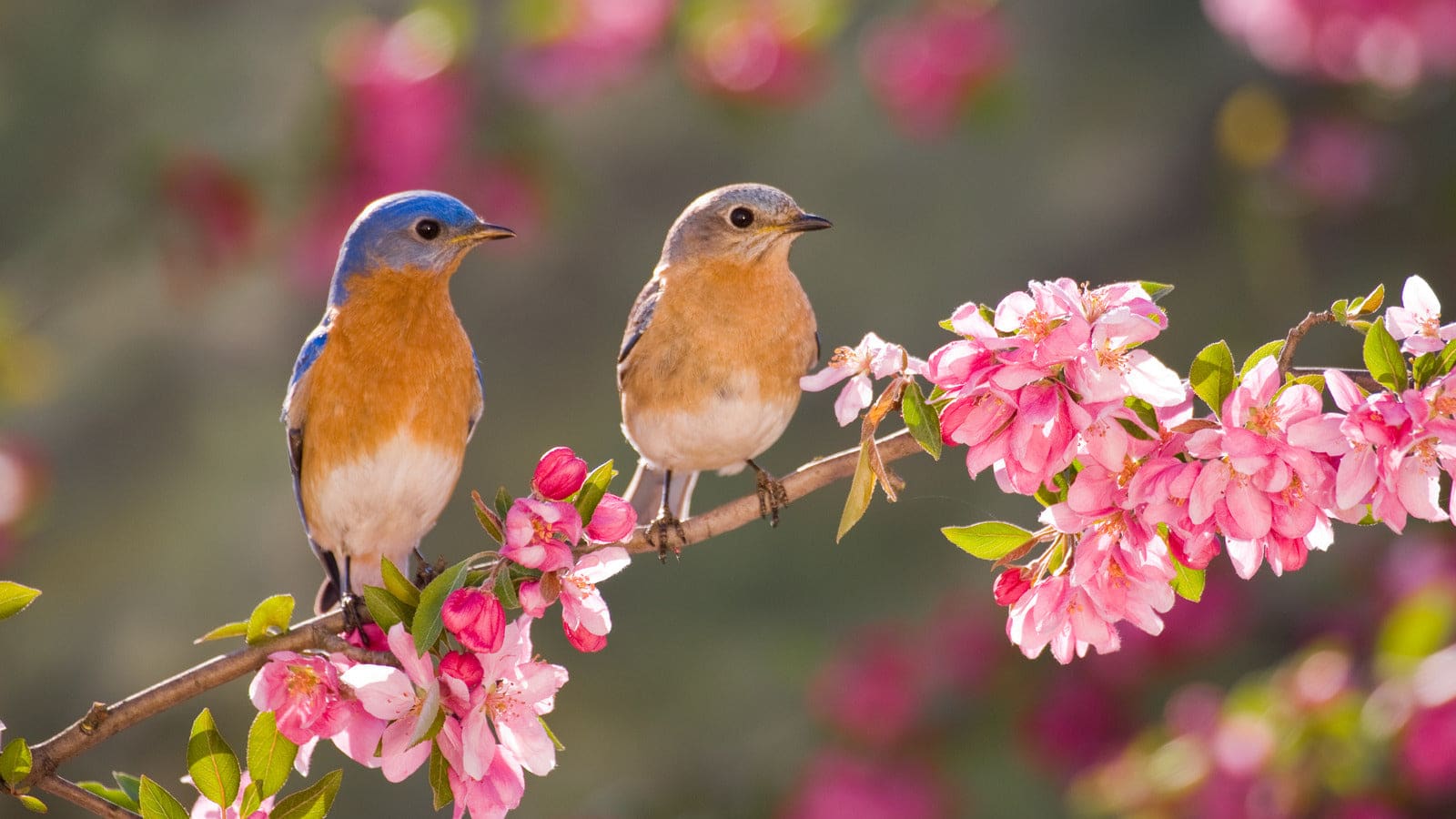 How to Attract Birds to Park