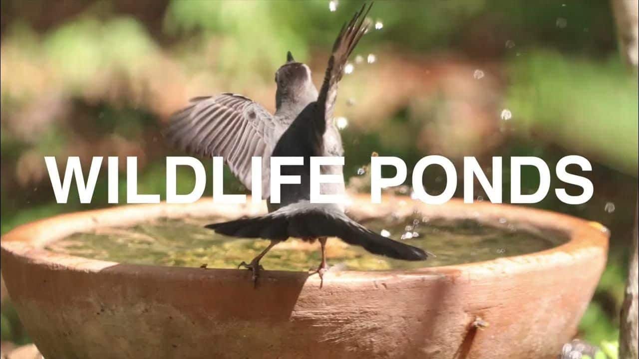 How to Attract Birds to Pond