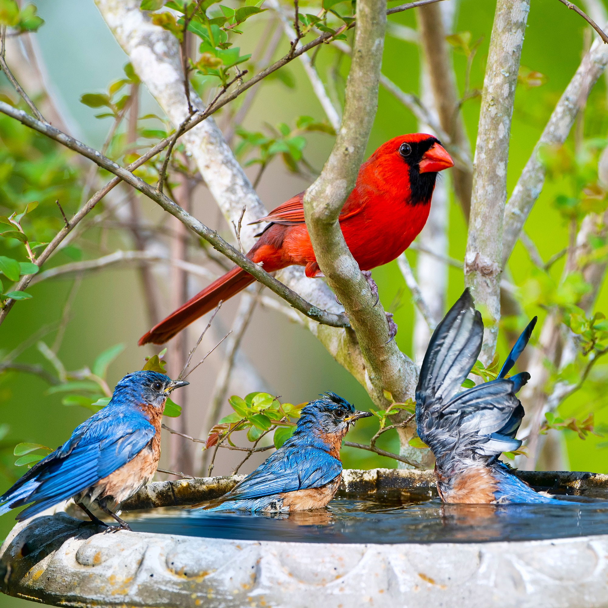 How to Attract Birds to Urban Yard