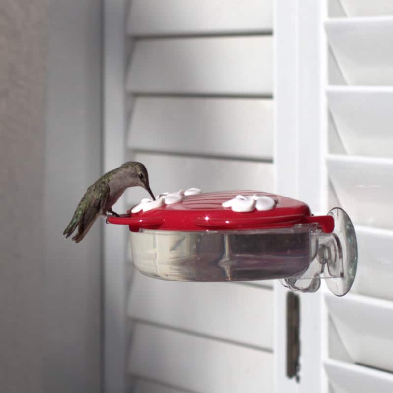 How to Attract Birds to Window Feeder