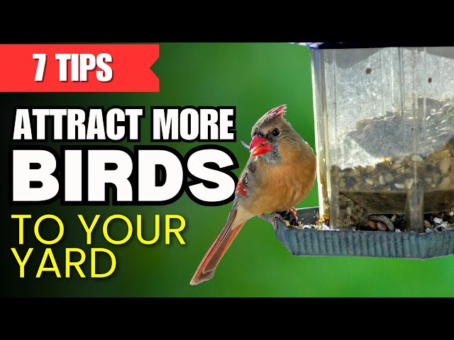 How to Attract Birds to Your Yard